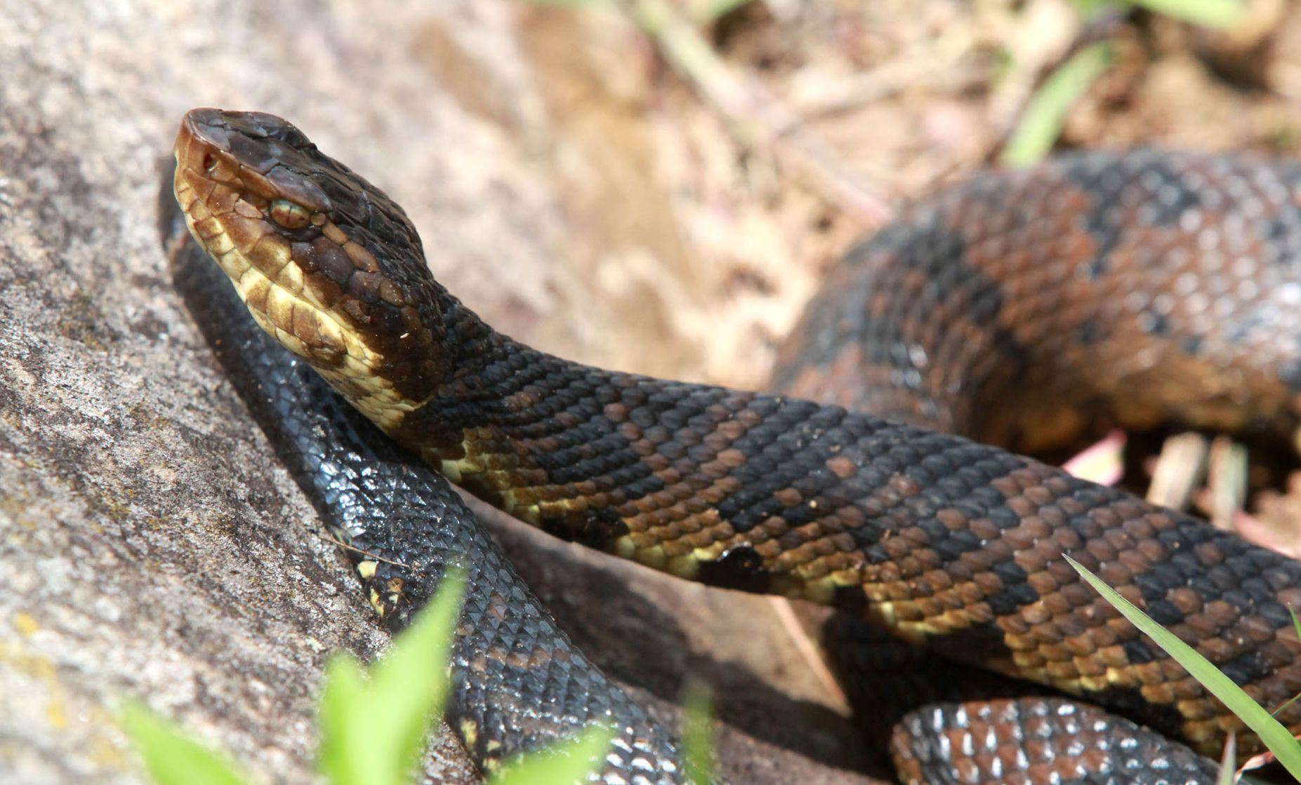 water snake and a cottonmouth 
