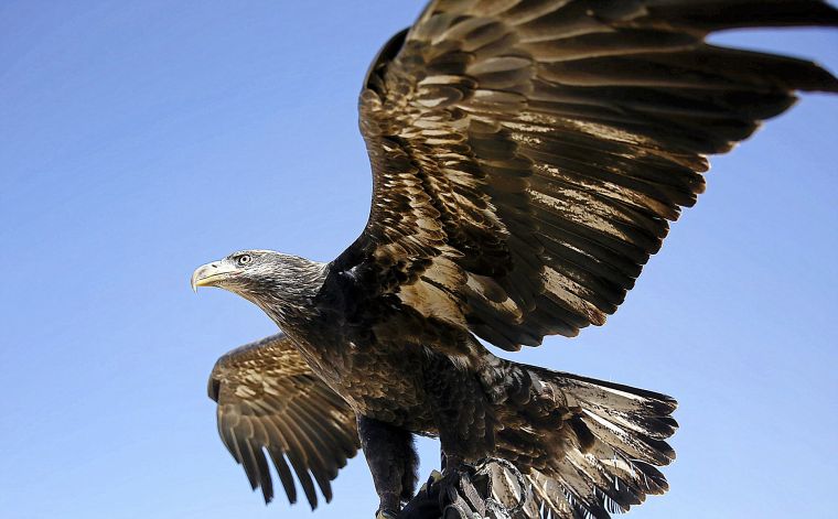 Eagles returning to regional winter homes