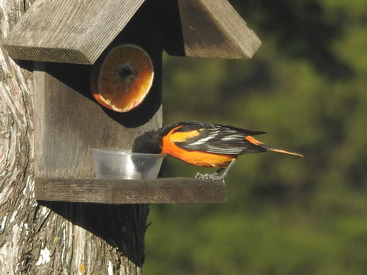 Nature Note Attracting Baltimore Orioles News