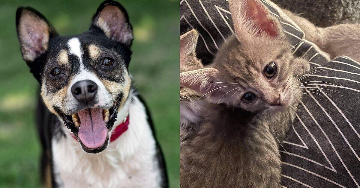 Real Dog And Cat Mix