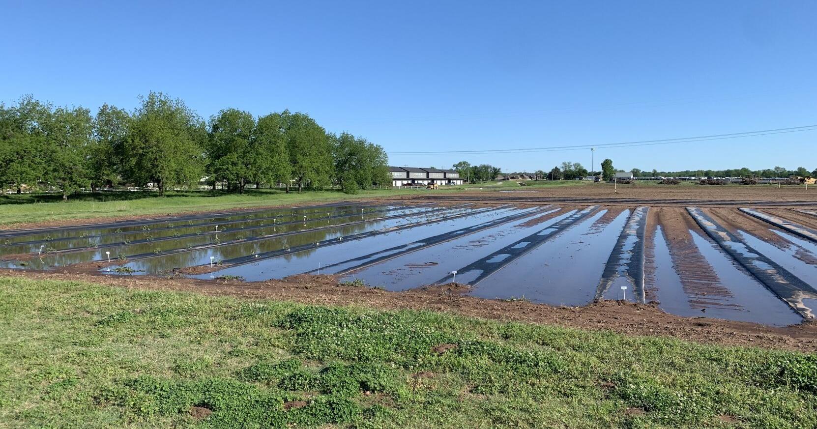 Too much rain: What to do when water overwhelms your garden - Vimarsana News