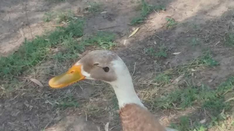 Watch Duck Duck Goose Online