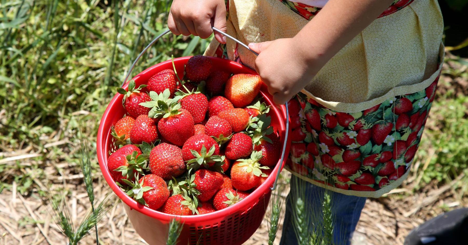 Grow juicy strawberries: Tips for planting and harvesting - Vimarsana News