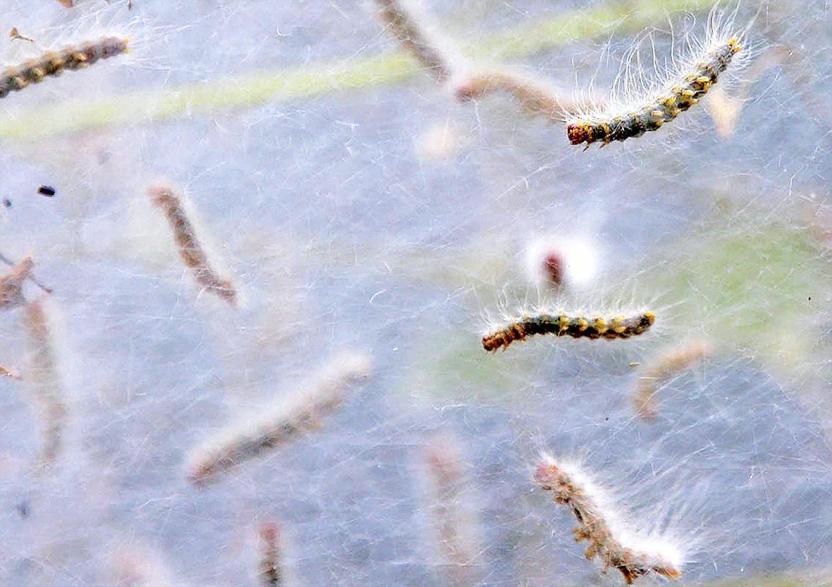 Fall Web Worms Infestation Perhaps Worst Ever Local Tulsaworld Com