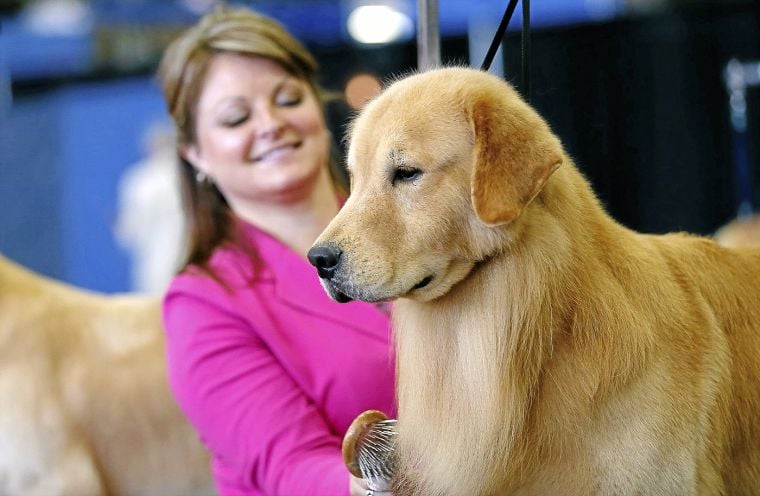 More Than 1 000 Dogs Compete In Tulsa Roundup Dog Shows This Weekend Local News Tulsaworld Com