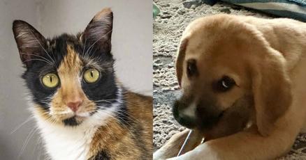 Pawsitively adorable: Meet 35 adoptable dogs and cats looking for love in the Tulsa area - Vimarsana News