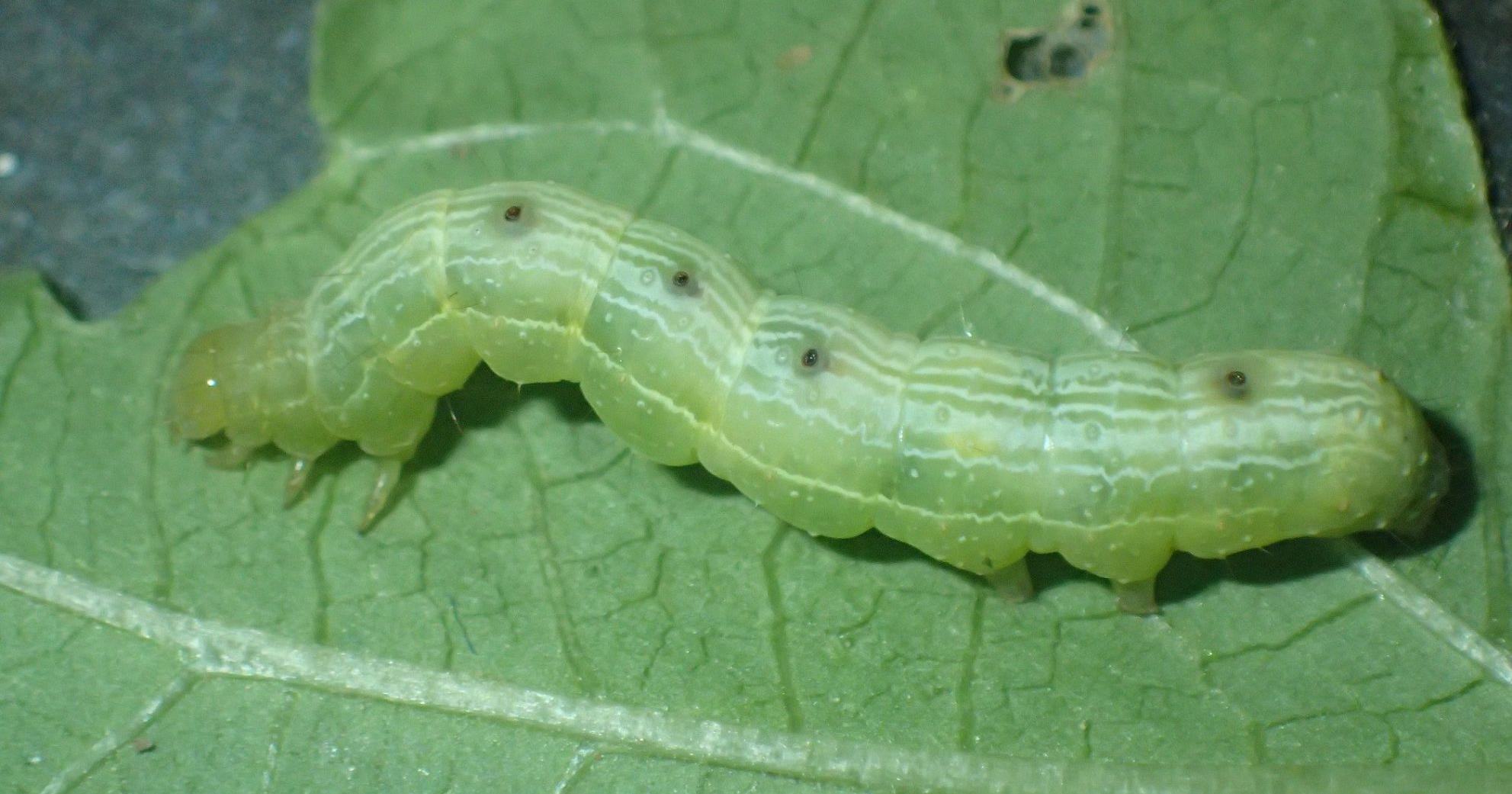 Master Gardener: More ways to control pests in the garden - Vimarsana News
