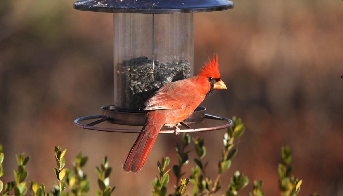 Master Gardener: Lure more birds to your yard with these three things