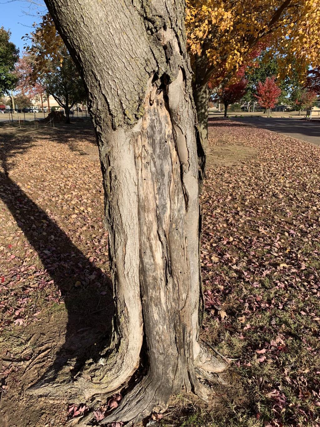 Master Gardener Preventing Winter Tree Damage Southwest Tree Injury Home Garden Tulsaworld Com