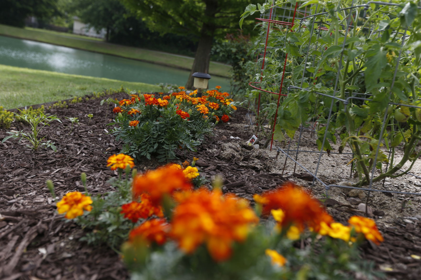 Image of A close-up of Melvins Mulch