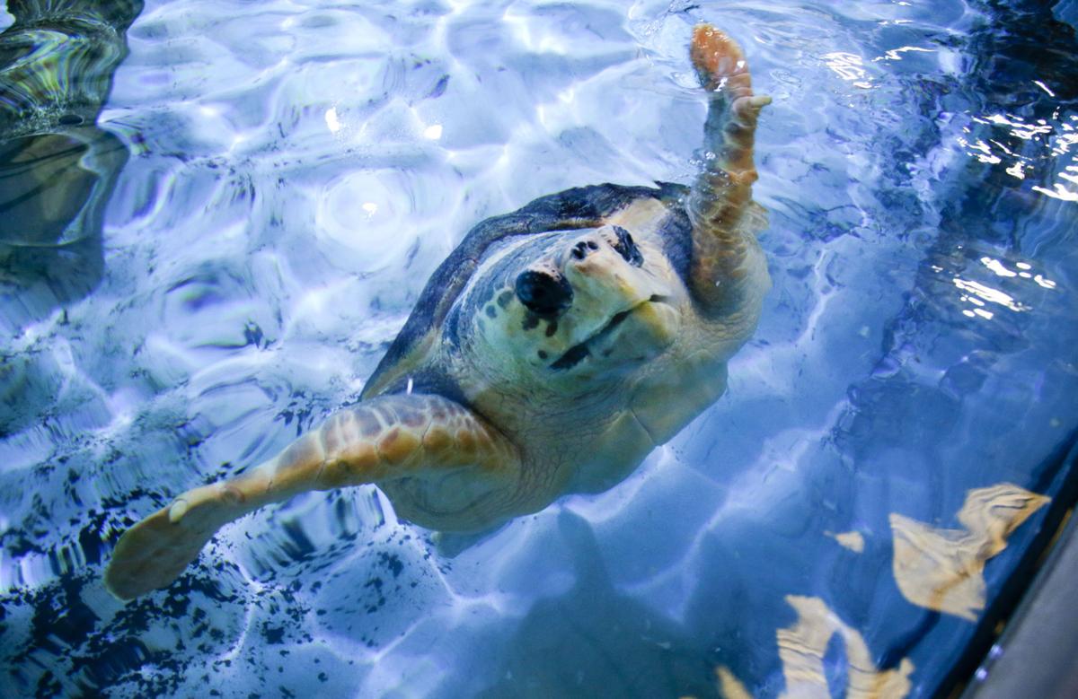 Photo Gallery The Oklahoma Aquarium through the years Gallery