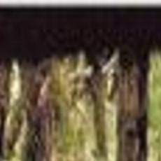 Download Bridge To Terabithia Rope PNG