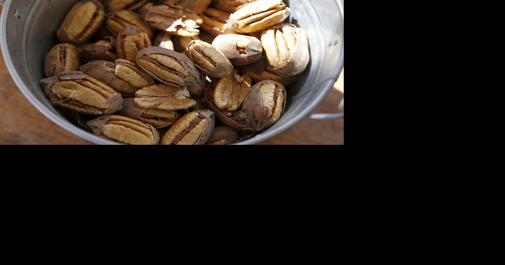 Oklahoma Made Pecan cultivators celebrate 'loaded' trees this season