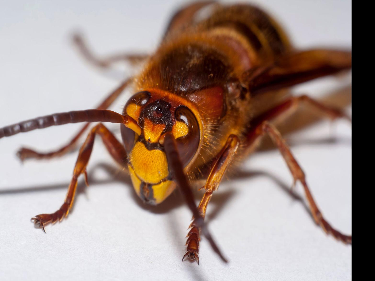 Q A Some Things To Know About The Murder Hornet Now In The Us