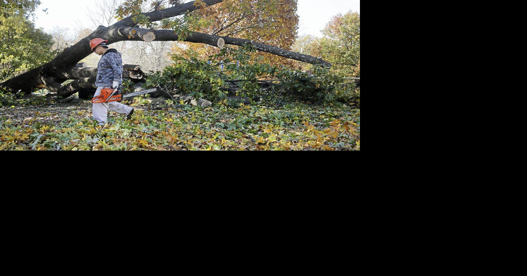 Crews begin removing giant oak tree that collapsed in midtown