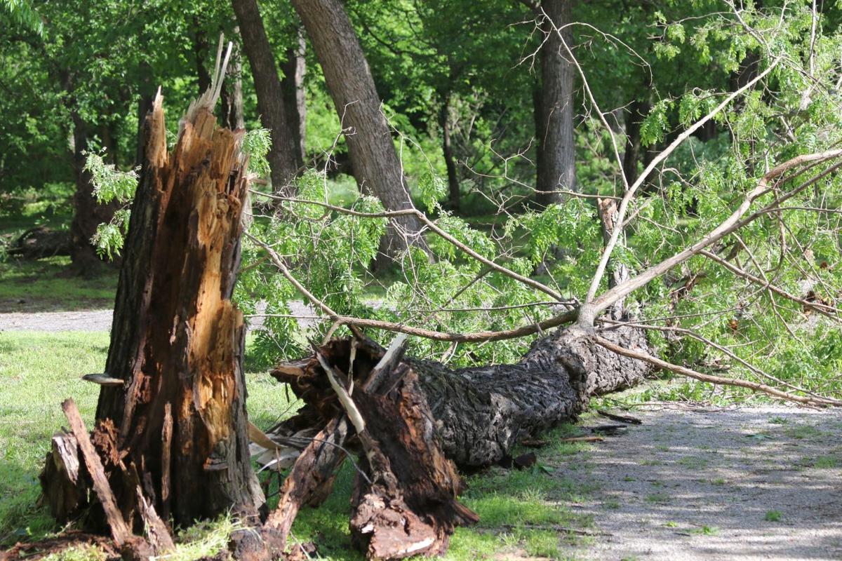 Trees down, but BA residents safe from tornado Archive