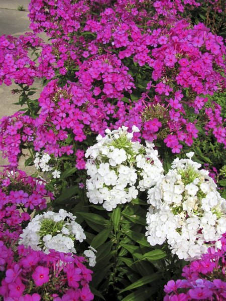 Phlox can bring color to your garden