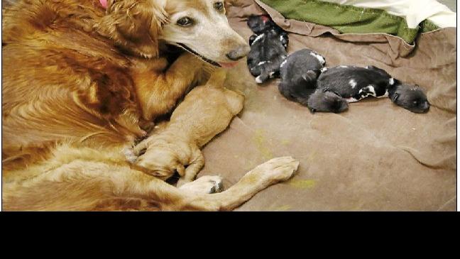 Retriever Nurses Wild African Dog Pups At Okc Zoo Tulsaworld Com