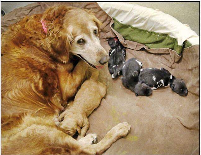 Retriever Nurses Wild African Dog Pups At Okc Zoo Tulsaworld Com