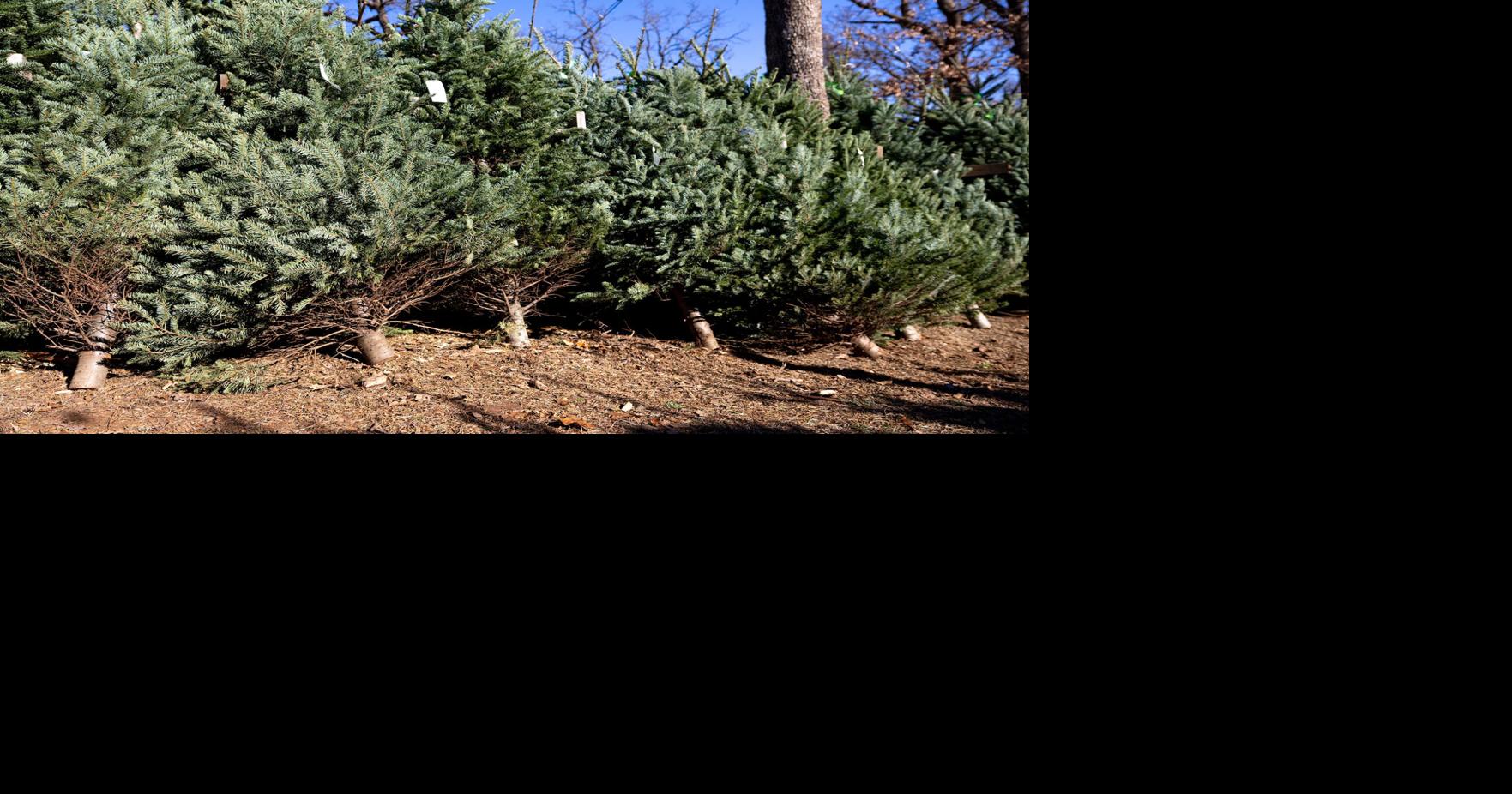 Master Gardener: How to choose, care for a freshly cut Christmas tree