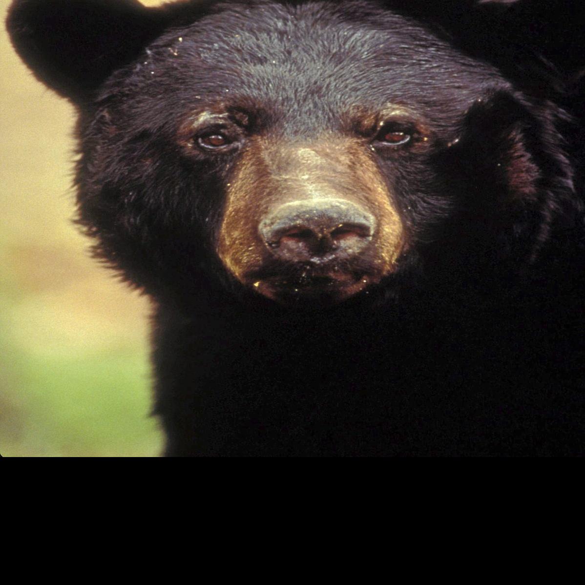 Oklahoma Black Bear Hunting Area Expands From 4 Counties To 13 No Quota For Archery Season Local News Tulsaworld Com