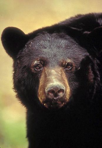 Super Sonderpreis! Oklahoma black bear hunting quota 4 archery 13; expands from season counties for to area no