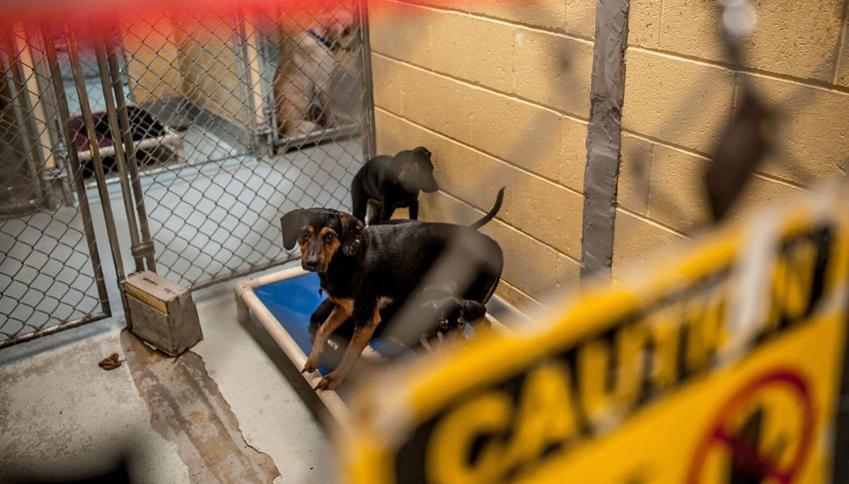 Tulsa Animal Welfare closes indefinitely amid distemper concerns