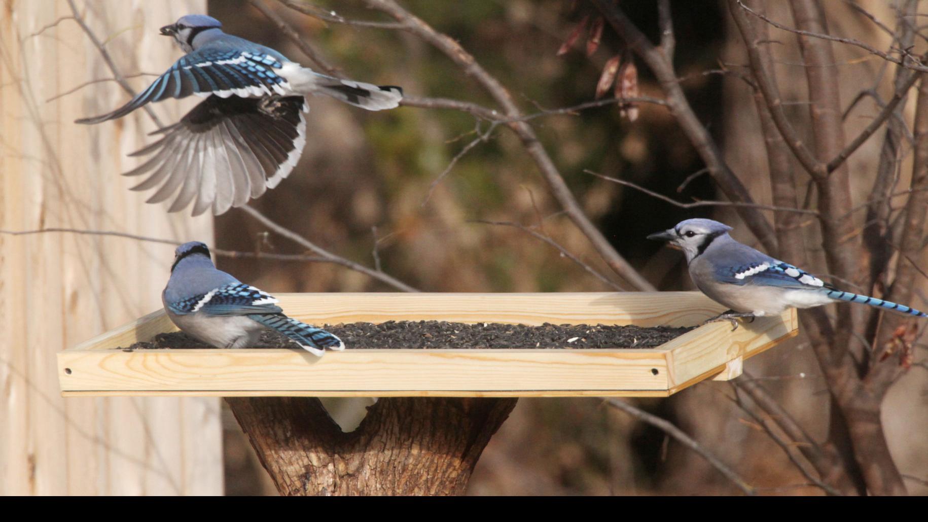 Outdoors Gadgets And Gear Diy Bird Feeder Tray Project Sports News Tulsaworld Com