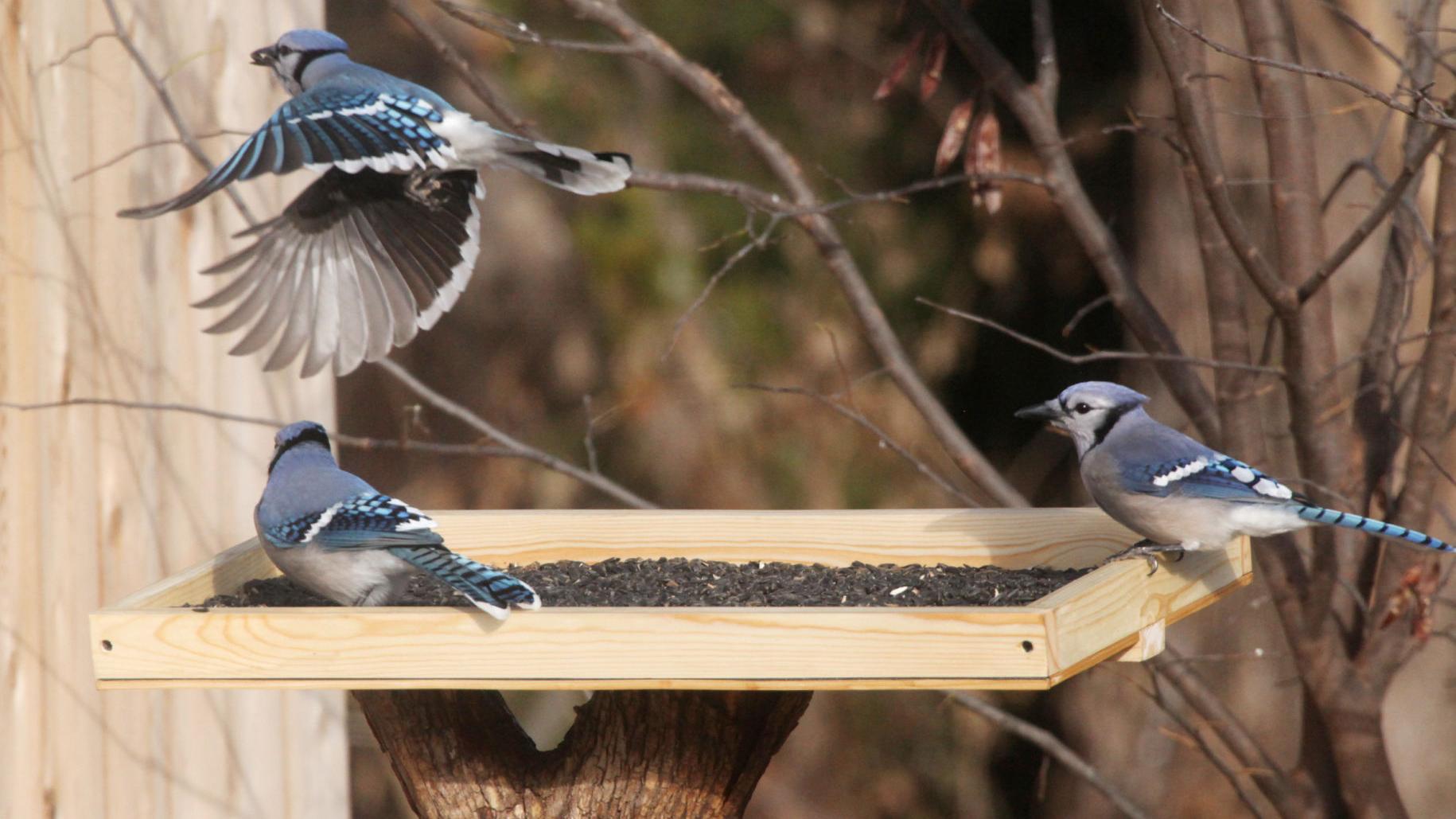 Outdoors Gadgets And Gear Diy Bird Feeder Tray Project Sports News Tulsaworld Com Outdoors Gadgets And Gear Diy Bird Feeder Tray Project Sports News Tulsaworld Com