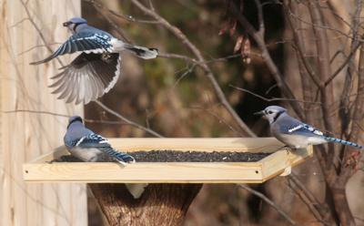 Outdoors Gadgets And Gear Diy Bird Feeder Tray Project Sports