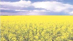 Farmers Turn To Canola Archive Tulsaworld Com