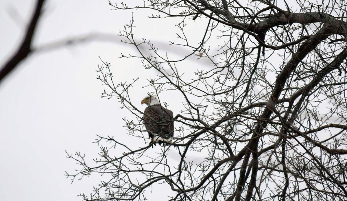 Authorities, family search for missing man on Bald Eagle Lake