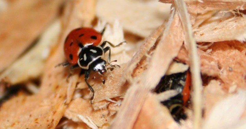 Lady beetle invasion! Plentiful bugs help crops but are stinky, messy ...