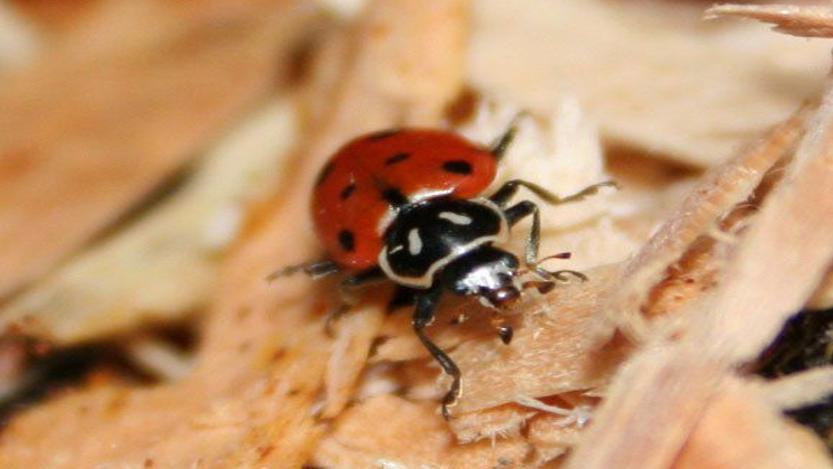 Lady Beetle Invasion Plentiful Bugs Help Crops But Are Stinky Messy Winter Home Invaders Local News Tulsaworld Com