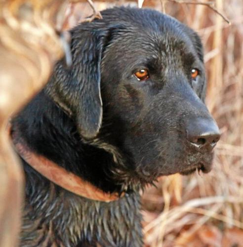 Dealing with Hunting Dog Injuries