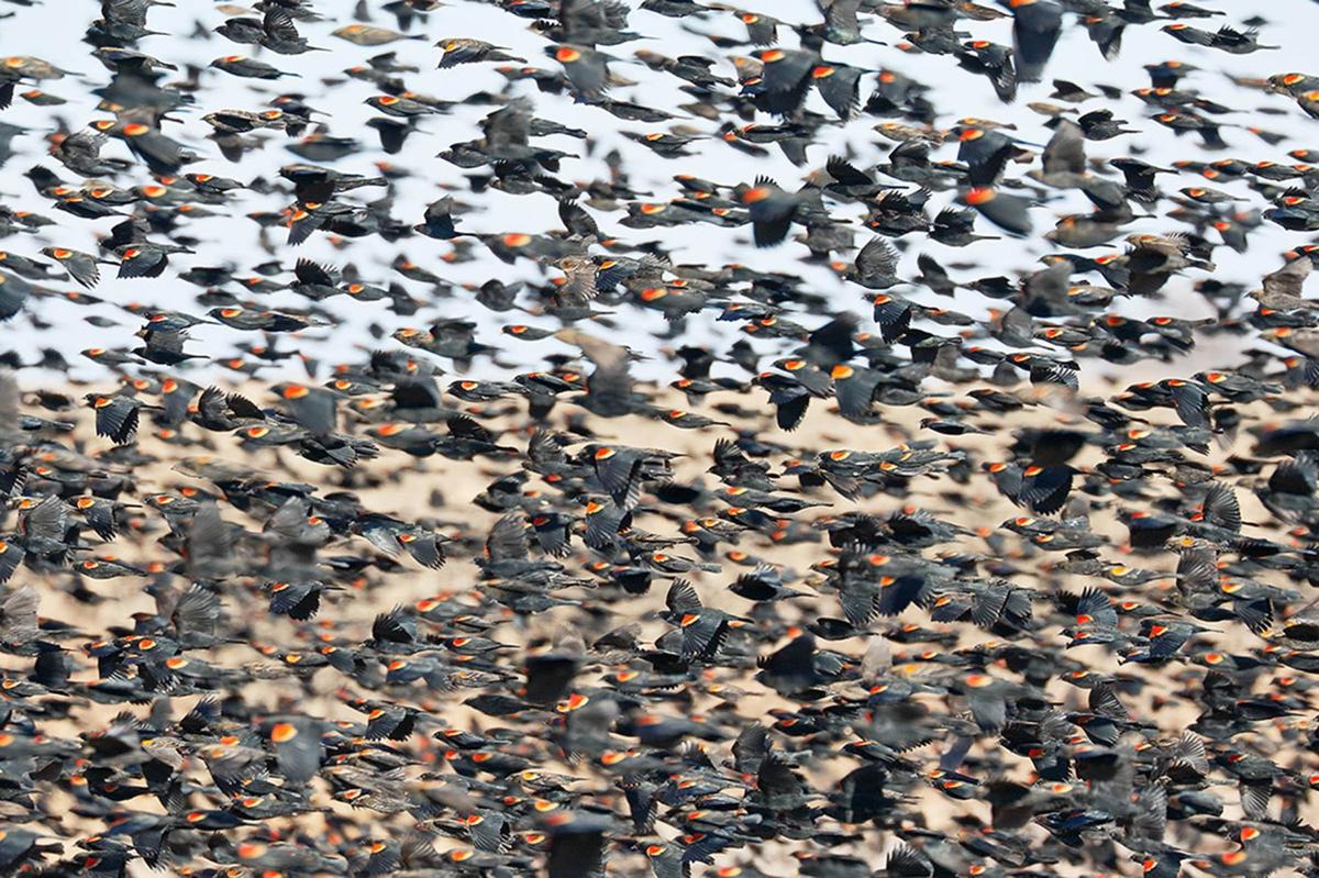 Silent Spring Moment Oklahoma Ornithologists See Challenges With