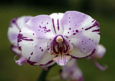 Tulsa Orchid Society Meeting Will Feature Presentation From Dallas Hobbyist Entertainment Tulsaworld Com