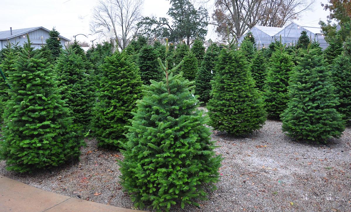 Master Gardener Choosing Caring For Live Christmas Trees Home Garden Tulsaworld Com