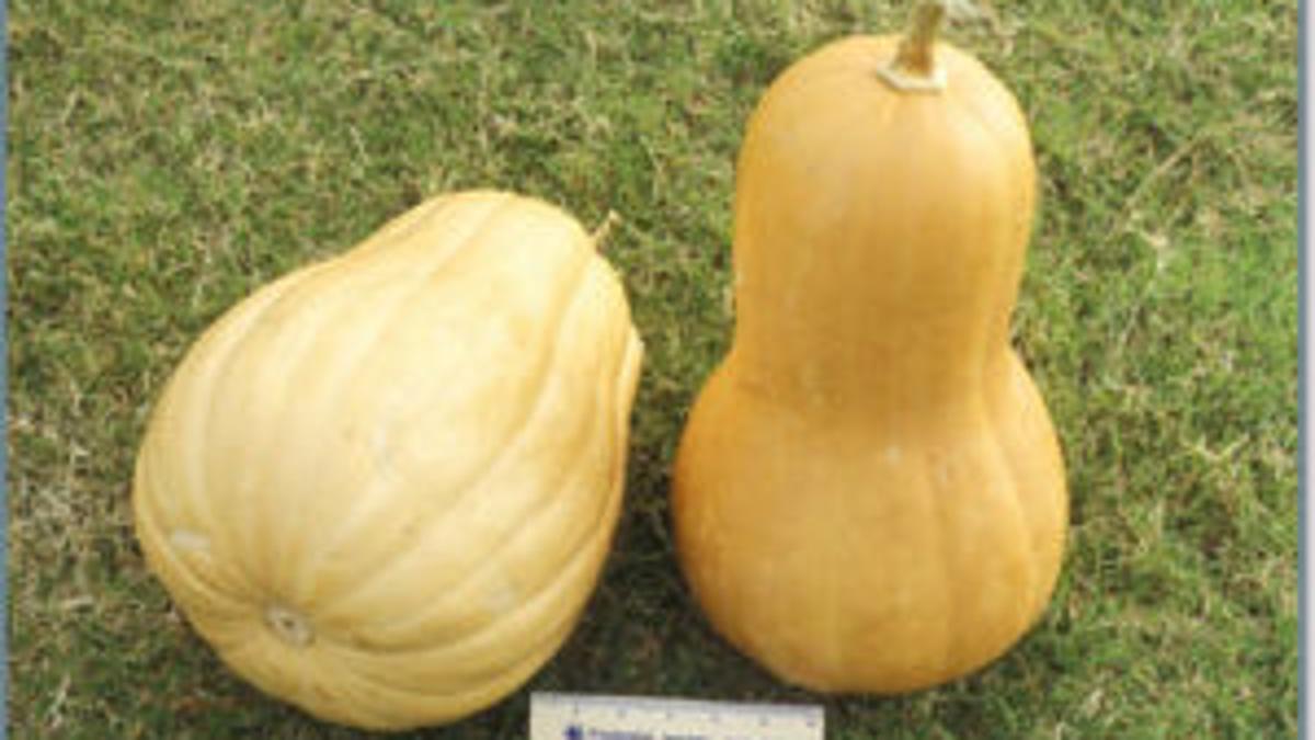 In Our Gardens The Mystery Behind The Pumpkin Like Squash With Sweet Potato Qualities Archive Tulsaworld Com