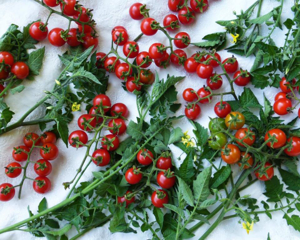 Barry Fugatt Tomato plants, okra seeds to be given away at garden class Garden Advice