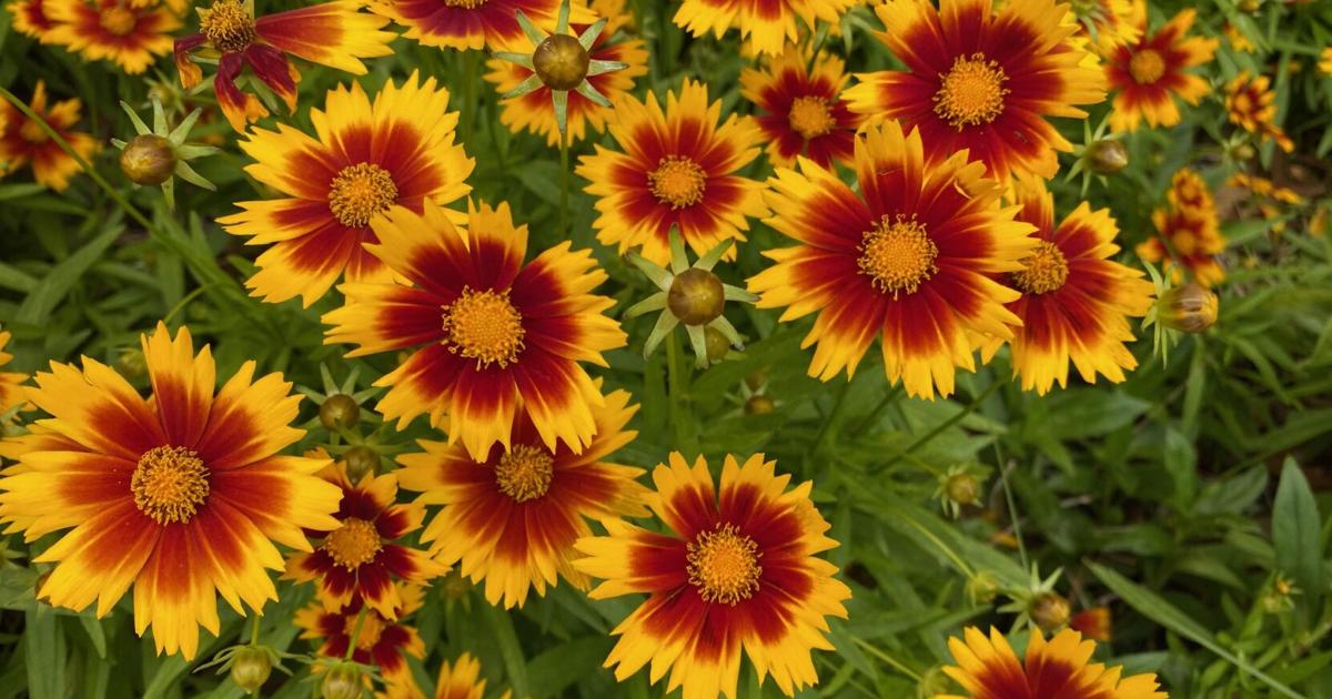 Pollinators Vip Master Gardener: How to attract pollinators to your garden