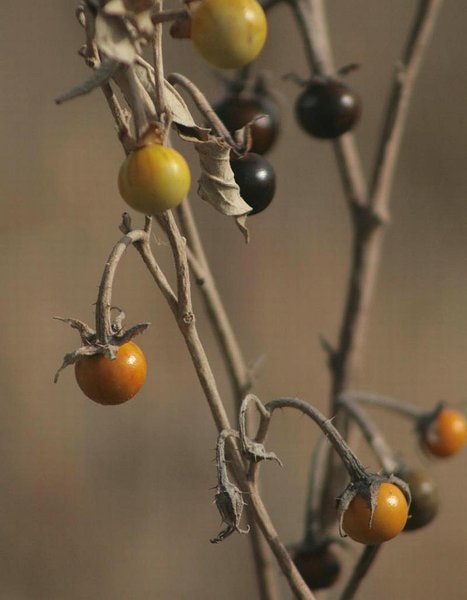 Silverleaf Nightshade Outdoors Tulsaworld Com