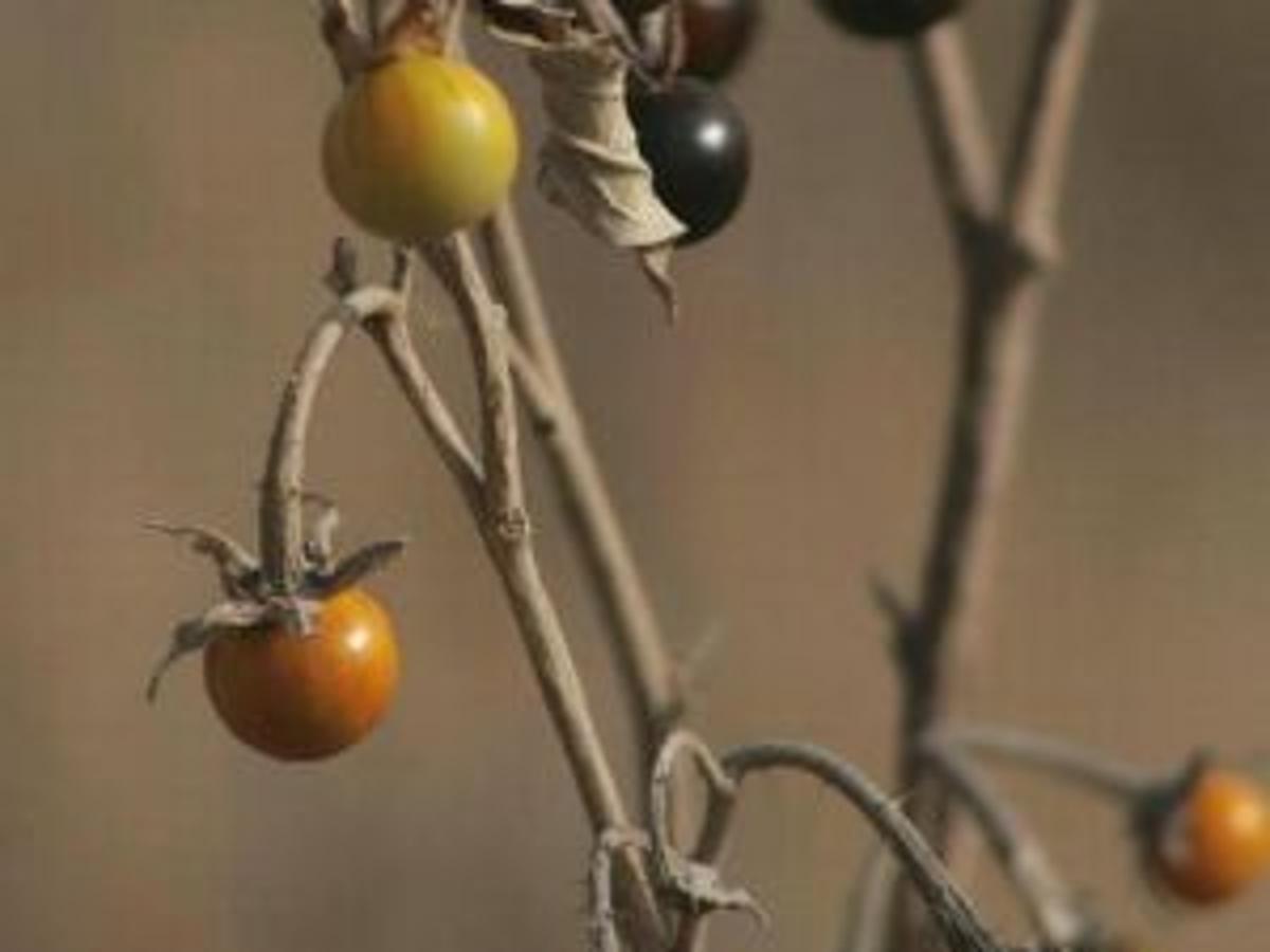 Silverleaf Nightshade Outdoors Tulsaworld Com Silverleaf Nightshade Outdoors Tulsaworld Com