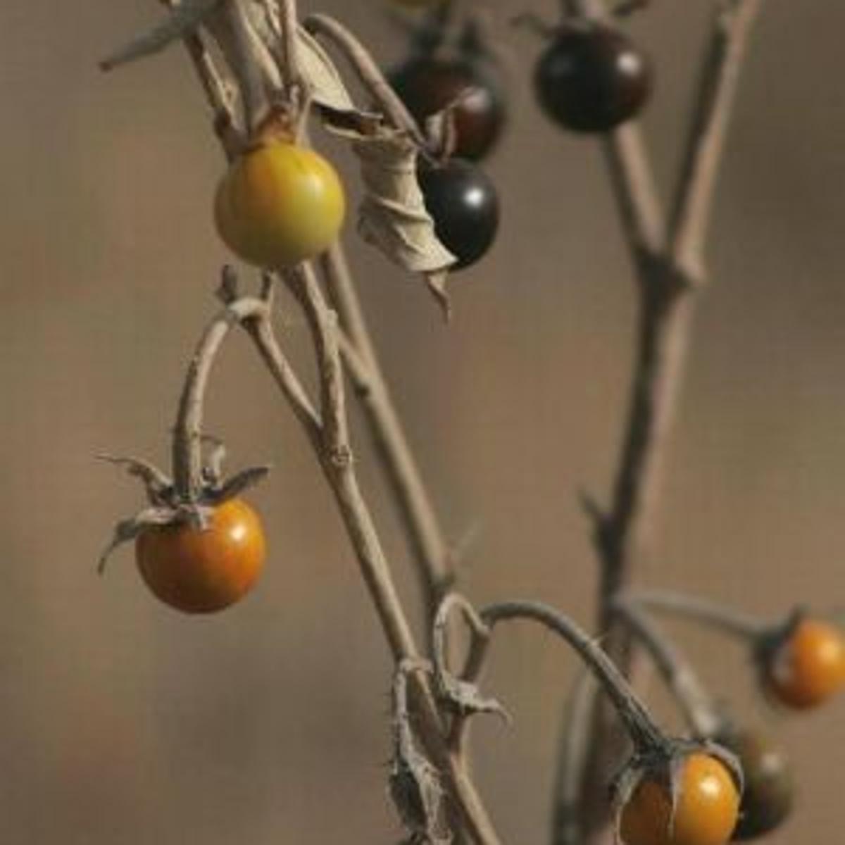 Silverleaf Nightshade Outdoors Tulsaworld Com Silverleaf Nightshade Outdoors Tulsaworld Com
