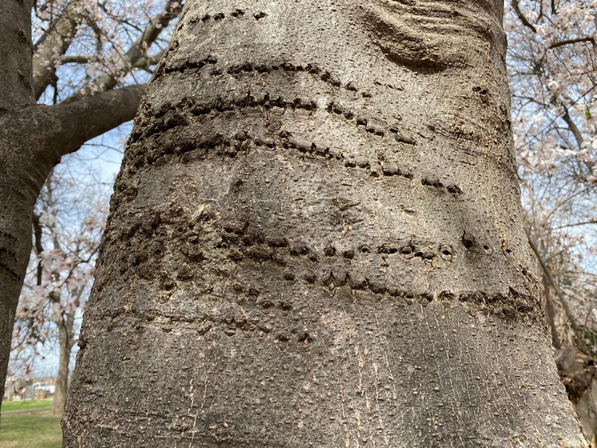 tree damage