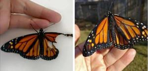 A Texas costume designer repaired a baby butterfly’s wing, then watched in delight as it flew away
