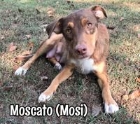 Moscato