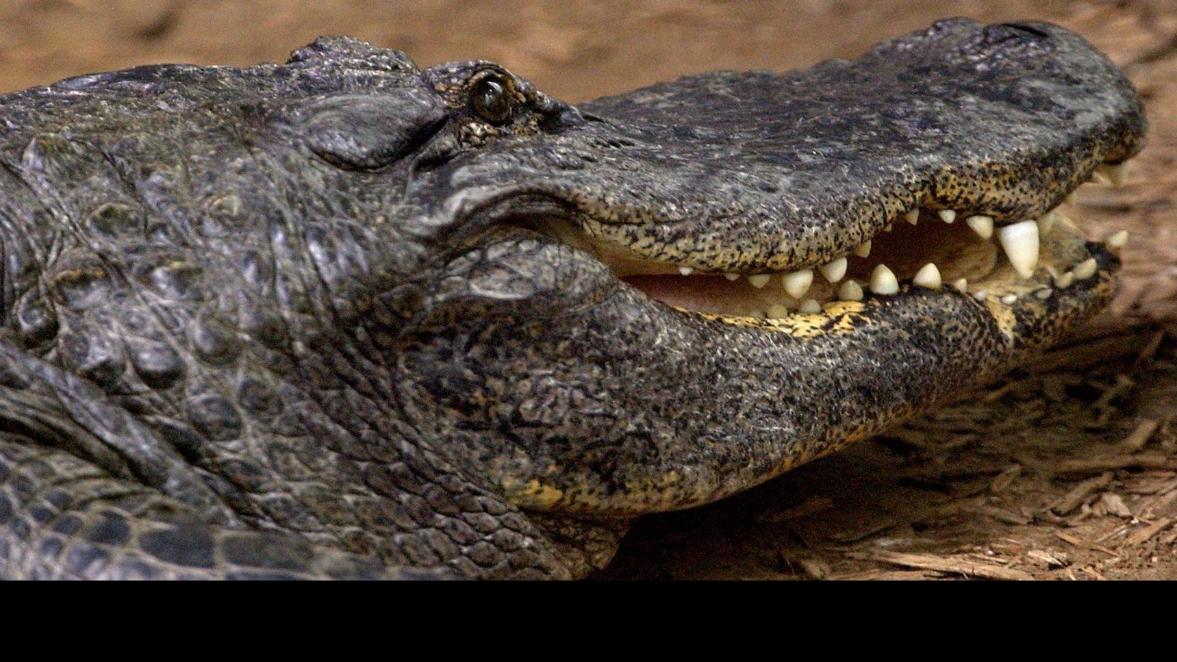 Jimmie Tramel See You Later Alligator Tulsa Man Offers Details On Gator At School Mystery Entertainment Tulsaworld Com