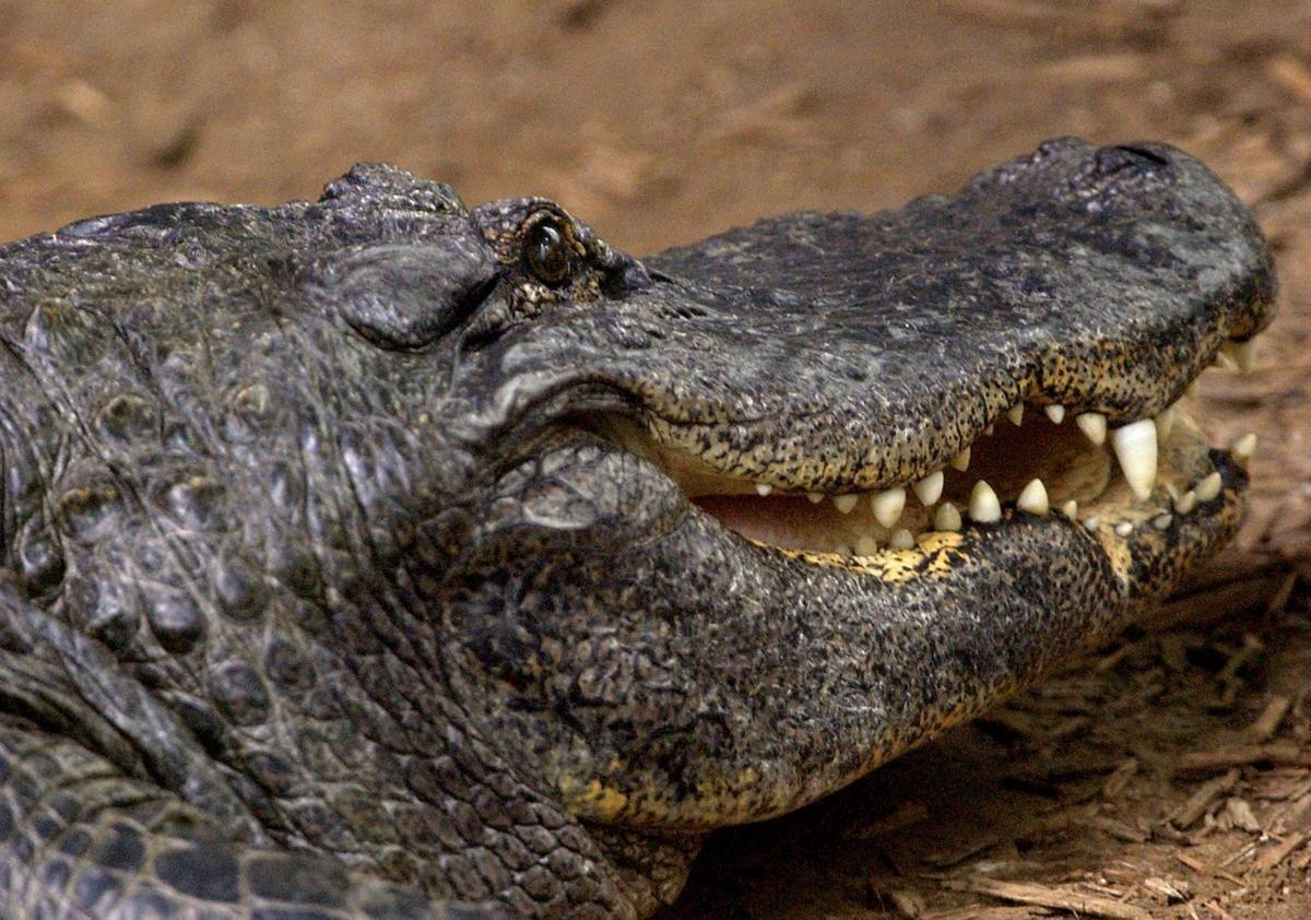 Jimmie Tramel See you later, alligator? Tulsa man offers details on