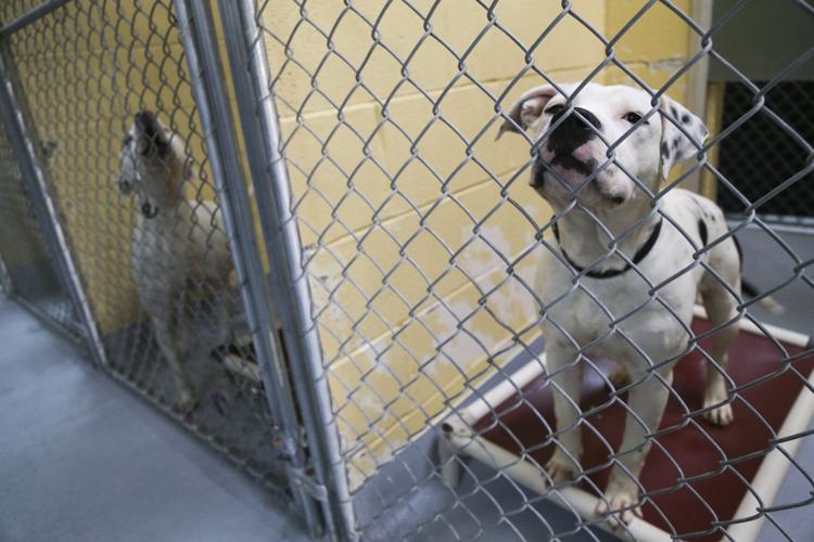 People line up for adoptions as Tulsa animal shelter reopens 2 months after virus scare People line up for adoptions as Tulsa animal shelter reopens 2 months after virus scare